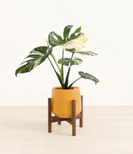 Load image into Gallery viewer, Mustard stand:walnut