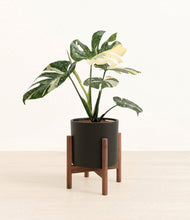 Load image into Gallery viewer, Black stand:walnut