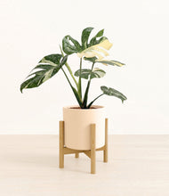Load image into Gallery viewer, Cream stand:bamboo