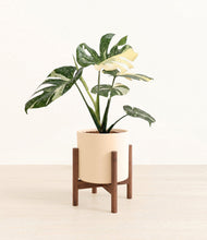 Load image into Gallery viewer, Cream stand:walnut