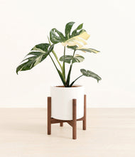 Load image into Gallery viewer, White stand:walnut