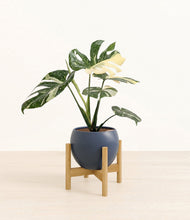 Load image into Gallery viewer, Deep Navy stand:bamboo