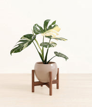 Load image into Gallery viewer, Desert Brown stand:walnut