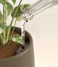 Load image into Gallery viewer, Olive stand:all
