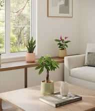 Load image into Gallery viewer, Lily Pad