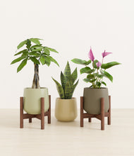 Load image into Gallery viewer, Woodland stand:two_stands