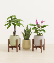 Load image into Gallery viewer, Earthy stand:two_stands