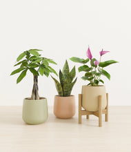 Load image into Gallery viewer, Lily Pad stand:one_stand