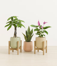 Load image into Gallery viewer, Lily Pad stand:two_stands