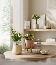Load image into Gallery viewer, Lily Pad stand:one_stand