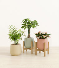 Load image into Gallery viewer, Lily Pad stand:two_stands