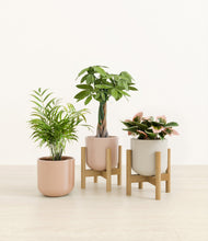 Load image into Gallery viewer, Peach Blossom stand:two_stands
