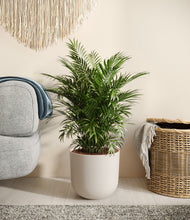 Lade das Bild in den Galerie-Viewer, Natural Bamboo stand:all