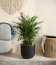 Lade das Bild in den Galerie-Viewer, Stone Black stand:all