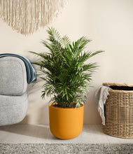 Lade das Bild in den Galerie-Viewer, Sunset Orange stand:all