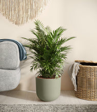 Lade das Bild in den Galerie-Viewer, Sage Green stand:all