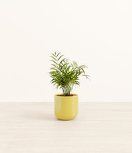 Load image into Gallery viewer, Key Lime Yellow*****Profile