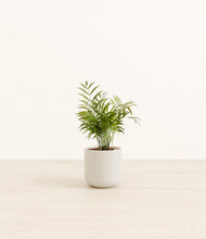 Load image into Gallery viewer, Cotton White*****Profile