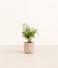 Load image into Gallery viewer, Sandy Pink*****Profile