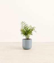 Load image into Gallery viewer, Misty Blue*****Profile