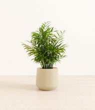Load image into Gallery viewer, Almond Green*****Profile