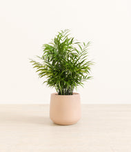 Load image into Gallery viewer, Gentle Pink*****Profile
