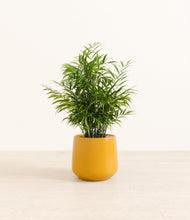 Load image into Gallery viewer, Mustard*****Profile