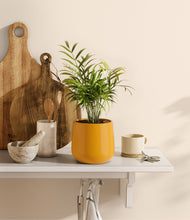 Load image into Gallery viewer, Mustard