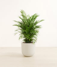 Lade das Bild in den Galerie-Viewer, Natural Bamboo