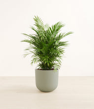 Lade das Bild in den Galerie-Viewer, Sage Green stand:all