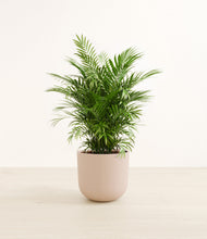 Load image into Gallery viewer, Sandy Pink*****Profile