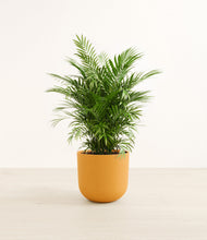 Load image into Gallery viewer, Sunset Orange*****Profile