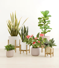 Load image into Gallery viewer, Misty Morning stand:four_stands