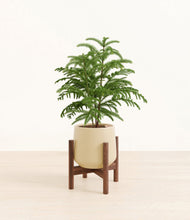 Load image into Gallery viewer, Almond Green stand:walnut