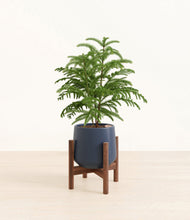 Load image into Gallery viewer, Deep Navy stand:walnut