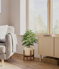 Load image into Gallery viewer, Almond Green stand:walnut