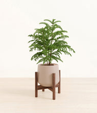 Load image into Gallery viewer, Eternal Gray stand:walnut