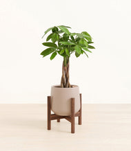 Load image into Gallery viewer, Eternal Gray stand:walnut