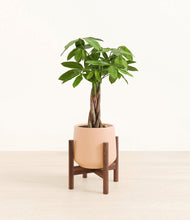 Load image into Gallery viewer, Gentle Pink stand:walnut