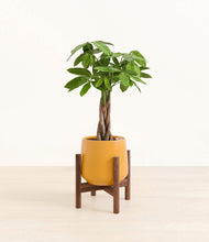 Load image into Gallery viewer, Mustard stand:walnut