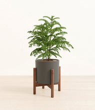 Load image into Gallery viewer, Dark Olive stand:walnut