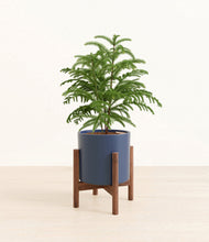 Load image into Gallery viewer, Deep Navy stand:walnut