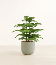 Load image into Gallery viewer, Sage Green*****Profile