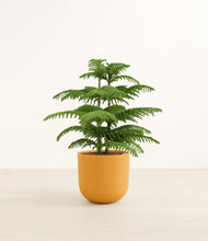 Load image into Gallery viewer, Sunset Orange*****Profile