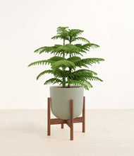 Load image into Gallery viewer, Sage Green stand:walnut