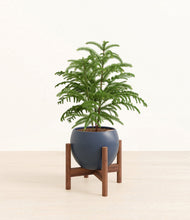 Load image into Gallery viewer, Deep Navy stand:walnut