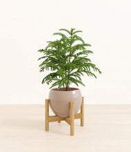 Load image into Gallery viewer, Desert Brown stand:bamboo