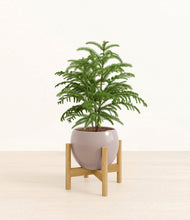 Load image into Gallery viewer, Winter Clouds stand:bamboo