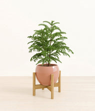 Load image into Gallery viewer, Calm Rose stand:bamboo