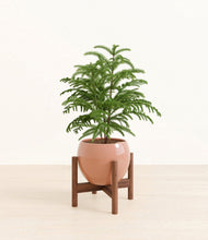 Load image into Gallery viewer, Calm Rose stand:walnut